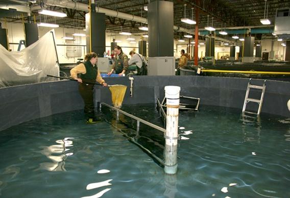 Netting captive brood spring Chinook from rearing tank at Bonneville Captive Brood Facility 8) Assess the utility of captive broodstock programs for use in recovery of salmonids.