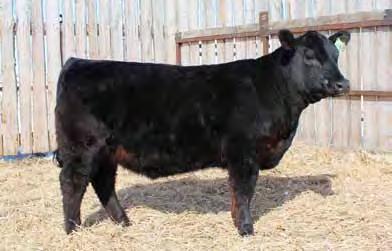 Tilda 4P, the Touch Down donor cow owned with Bowood Angus of England. Tilda 4P sold half interest for $20 000 and this daughter 136Z we think could be her best so far. Lots of potential here folks.