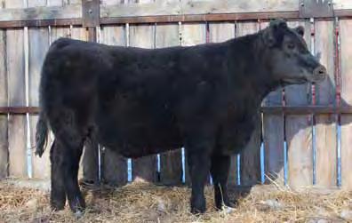 DOB: YDF 49Z DOB: Feb 15, 2012 Lady Fanny 49Z 49 LAGRAND MAF ANTIDOTE 5775 AMF NHF YOUNG DALE KNOCK OUT 134U YOUNG DALE ERICA 26N Sire: YOUNG DALE