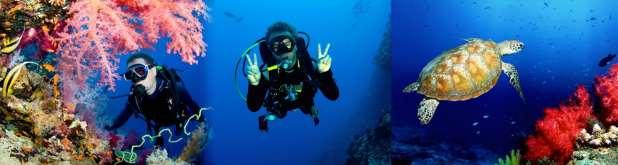 SCUBA DIVING If water is your element, then scuba diving is the ultimate way to explore the amazing liquid world of the Maldives.