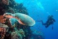 DISCOVER SCUBA DIVING (DSD) / TRY SCUBA DIVING If you enjoyed your Discover Scuba and now wish to make a real boat dive and see much more marine life, this is a great option for those not wishing to