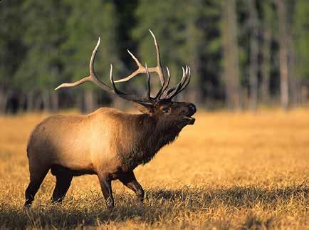 GMU is an over-the-counter elk area known for the quality and quantity of the animals that frequent the