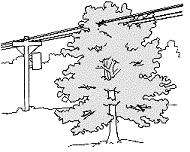 Enforcement of the following California Public Resource Code Sections provides guidance on tree pruning regulations.
