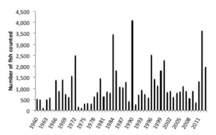Figure 26 Number of chum salmon counted in North Arm Creek, a lower tributary of the Stikine River, 1960 2013.