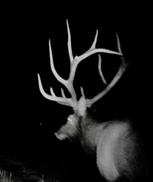 Whether it be giant bull elk, monster whitetail or mule deer bucks you can find it all on
