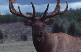 ELK Proposed work: Provide more information to the community about the status of the Braeburn Herd including the status of ticks in Yukon (LS/cfn, CRRC).