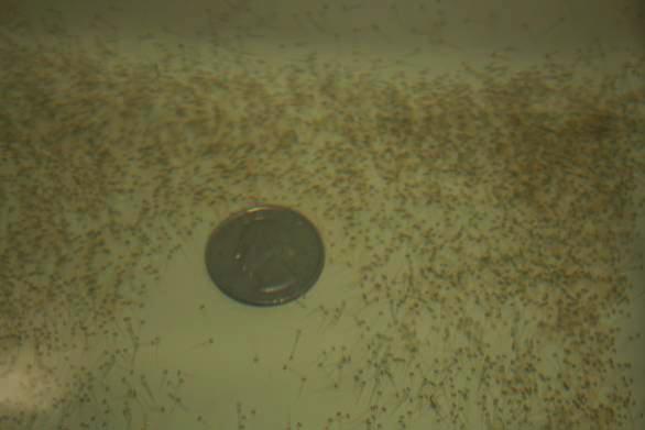 Eggs will be collected in early summer for use in three first feeding experiments to determine the optimal starter diets for indoor nursery culture of spot fin shiners.