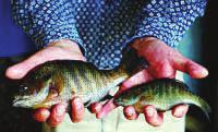 OSU Researcher Uses a Combination of Hormones and Selective Breeding to Create Bigger Bluegill By Doug Caruso, THE COLUMBUS DISPATCH PIKETON, Ohio -- All of the fingerling bluegill swimming in the