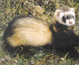 mustelids Introduction The introduction of mustelids is regarded as one of the worst mistakes ever made by European colonists in New Zealand.