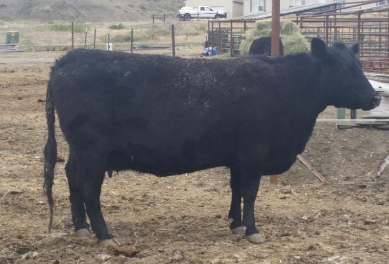 3B IRIS PRIMESTAR(XF10497) ("812") Good cow, raises a good calf.