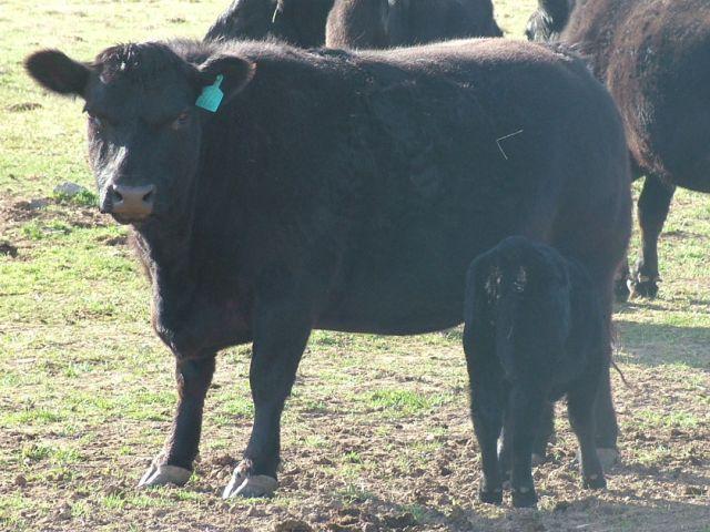 Chunk on April 13, 2018 Chunk in April 2018 with her heifer