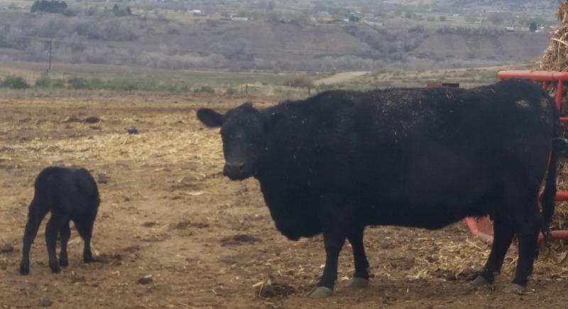 MLAR POWER'S ANNIE(XF9979) ("Annie") Out of a purebred Angus cow we
