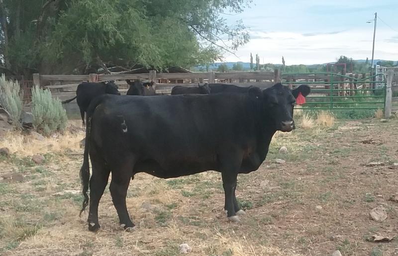 Her 2018 Red-sired heifer was born on April 4, 2018.
