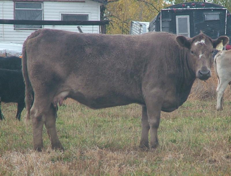Calved February 19, 2018 with a Moderator bull calf
