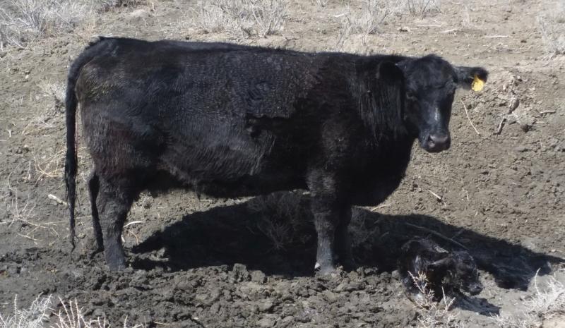 DAYSPRING ADDIE(MF21920) ("Sprinkles") A good, solid mama cow. Good udder, raises a good calf.