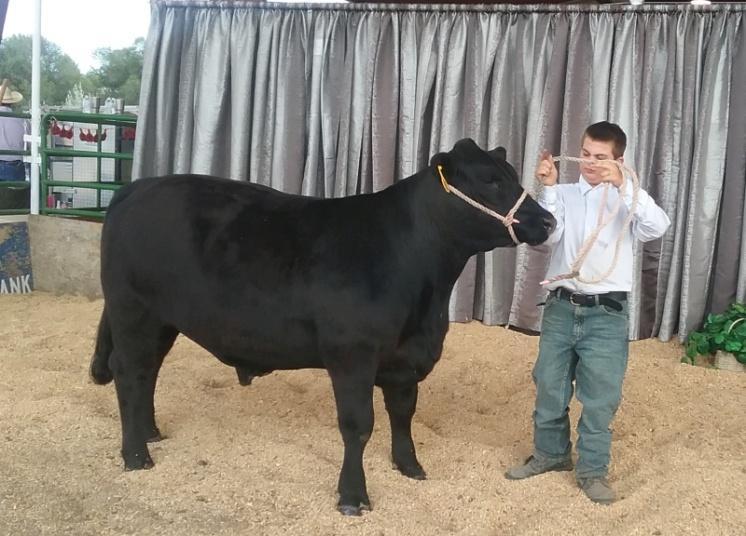 Her last 2 steers have been chosen as the animals for the kids to take to County Fair for