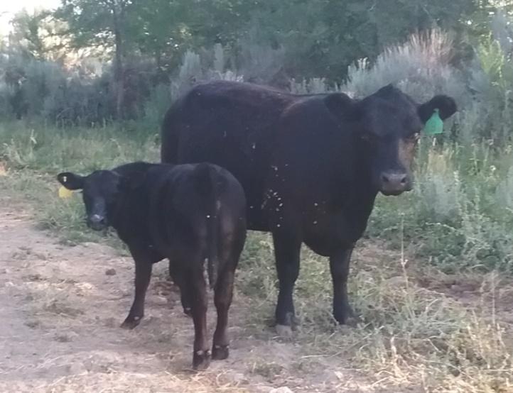 Pictured March 24, 2018 with her newborn bull calf sired by Red.