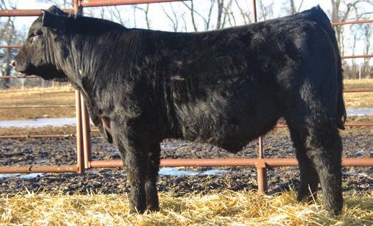 45 93.33 The mother of 6304 was ten years old last year and still managed to produce a calf that weaned at 765 lbs with a ratio of 113. Longevity in production leads to profitability.