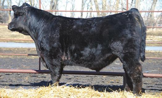 Like his half brothers, this bull also possesses the depth, muscle and fleshing ability of their sire Catalyst, who has an exceptional EPD spread from birth, negative 3.3 to a yearling EPD of 139.