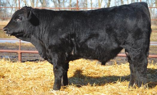 ADJ SC 87 578 1321 34.5 7 3.5 64 103 Ultrasound DATA 32 0.69 0.1 67.35 17.74 IMF 5.74 FAT 0.35 Roy is proving to be a sire of performance and strong carcass traits.