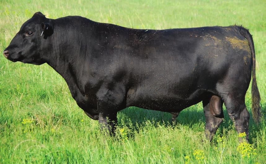 ANGUS Sire Group Herd Sire DOB: 9/1/2011 AN100 Sire: Connealy Consensus Connealy Consensus 7229 Blue Lilly of Conanga 16 Dam: G A R Predestined R T R Blackbird 9024 R T R Blackbird 6124 EPD & DNA