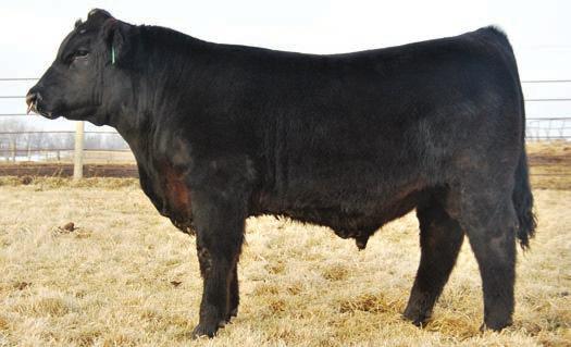 This bull has had a dominant show career being named Champion Maine Anjou bull at all the majors during his show career Including the 2016 Denver Stock Show and 2016 Fort Worth Stock show, However,