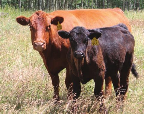 Use genetic tools and herd reports to make sound breeding management decisions.