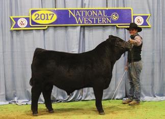 Some may have, but they will not have the overall body mass, structure, muscle design and performance this elite herd bull prospect has. Winning championships is nothing new for his mother 9034.