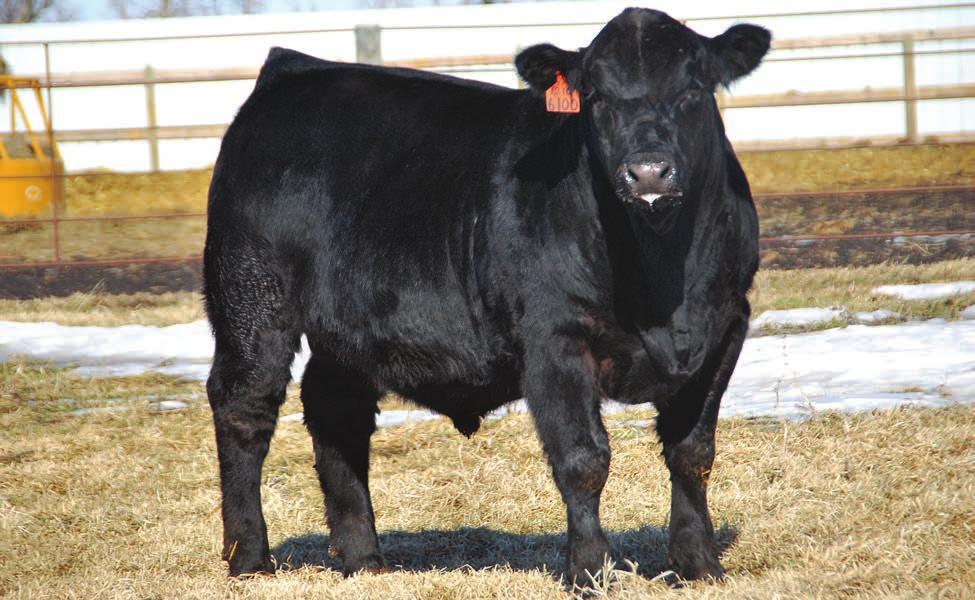 Lot 2 PCCI MR SPORT 6100D Herd sire deluxe. 6100 started with a modest birth weight of 89 lbs and exploded to an adjusted weaning weight of 941 lbs.