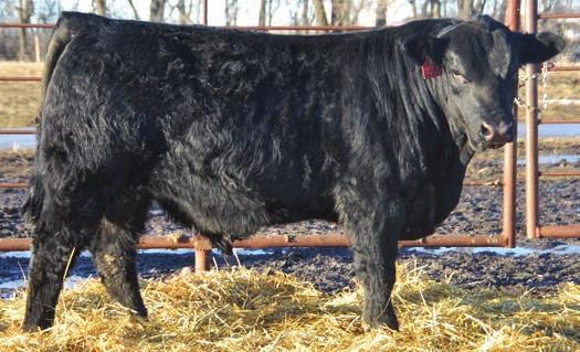 Not only does he have the genetic indicator data, he has the ability to transmit those traits on to his offspring His sons offered in this sale are consistent in their phenotype, performance and data