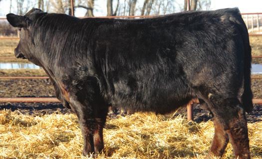 15 May be one of a handful of bulls in the AGA data base that ranks in the top 1% of the breed for his marbling EPD has a high percentage or purebred bull, and at the same time is in the top 3% for