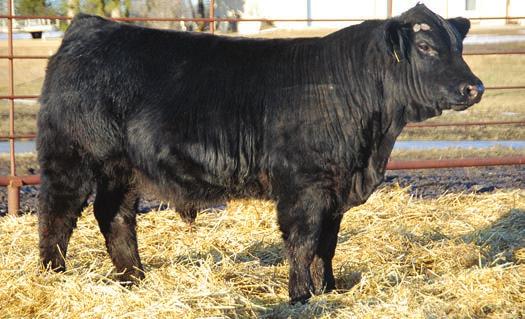 02 76.52 May be the most complete made bull in the sale from the ground up. Would be hard to make one much better. For some, they may want to see a little more frame size.