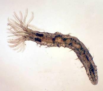 C. shasta : what we know from the polychaete host M.