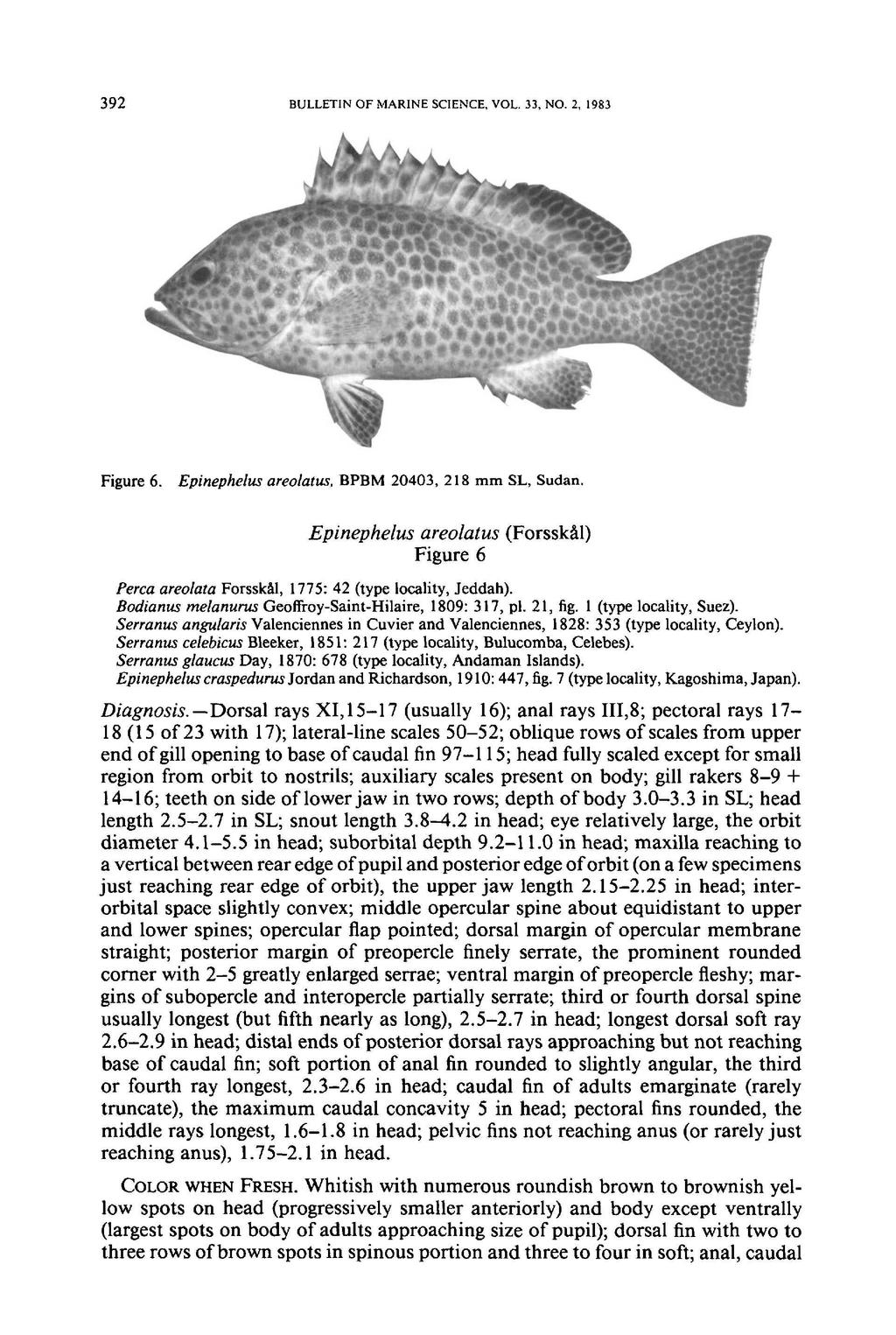 392 BULLETIN OF MARINE SCIENCE, VOL. 33, NO.2, 1983 Figure 6. Epinephelus areolatus.