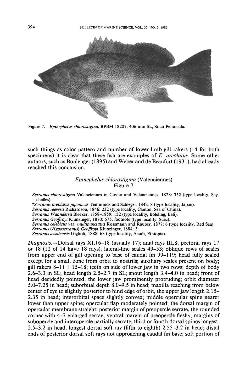 394 BULLETIN OF MARINE SCIENCE, VOL. 33, NO.2, 1983 Figure 7. Epinephelus chlorostigma, BPBM 18207, 406 mm SL, Sinai Peninsula.