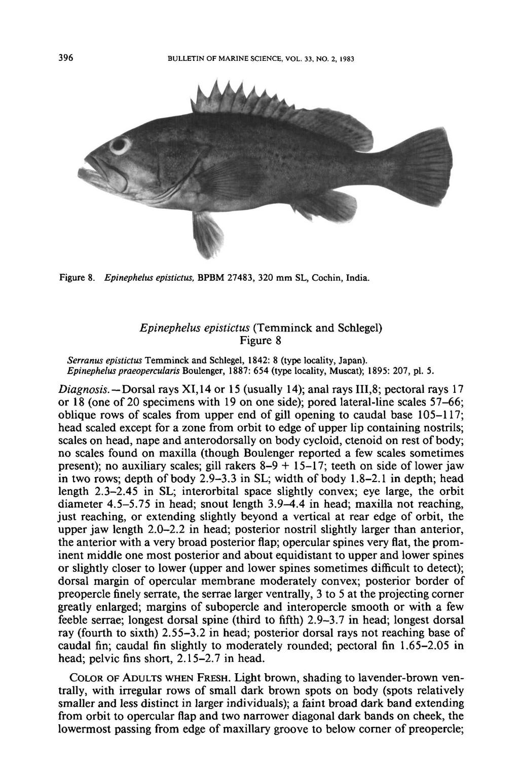 396 BULLETIN OF MARINE SCIENCE, VOL. 33, NO.2, 1983 Figure 8. Epinephelus epistictus, BPBM 27483, 320 mm SL, Cochin, India.