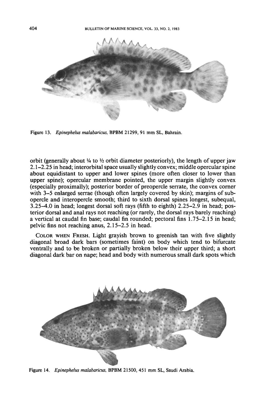 404 BULLETIN OF MARINE SCIENCE, VOL. 33, NO.2, 1983 Figure 13. Epinephelus malabaricus. BPBM 21299, 91 mm SL, Bahrain.