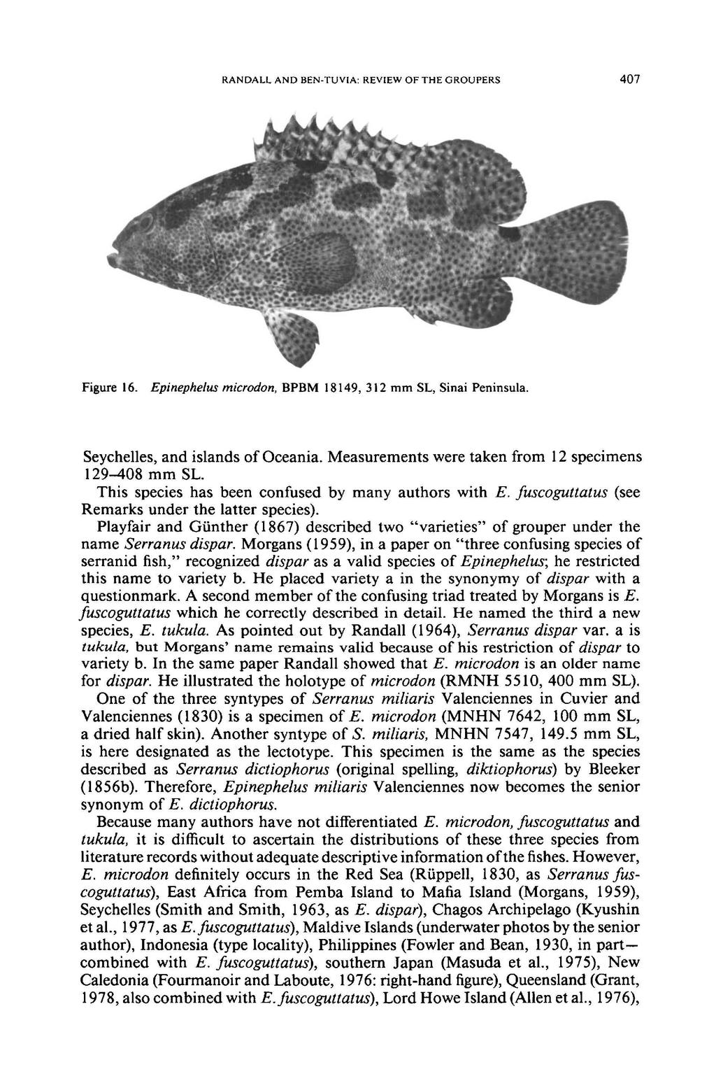 RANDALL AND BEN-TUVIA: REVIEW OF THE GROUPERS 407 Figure 16. Epinephelus microdon, BPBM 18149, 312 mm SL, Sinai Peninsula. Seychelles, and islands of Oceania.