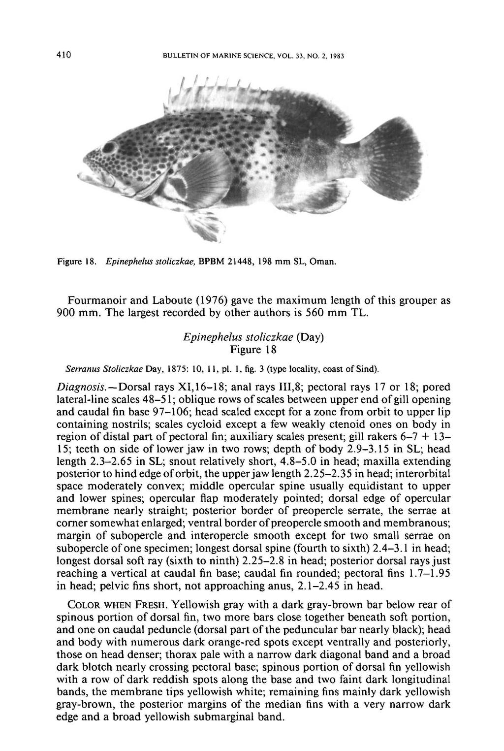 410 BULLETIN OF MARINE SCIENCE, VOL. 33, NO.2, 1983 Figure 18, Epinephelus stoliczkae, BPBM 21448, 198 mm SL, Oman, Fourmanoir and Laboute (1976) gave the maximum length of this grouper as 900 mm.