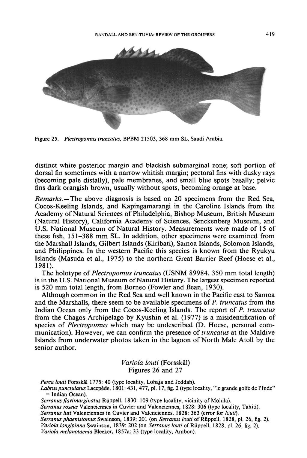 RANDALL AND BEN-TUVIA: REVIEW OF THE GROUPERS 419 Figure 25. Pleetropomus truneatus, BPBM 21503, 368 mm SL, Saudi Arabia.