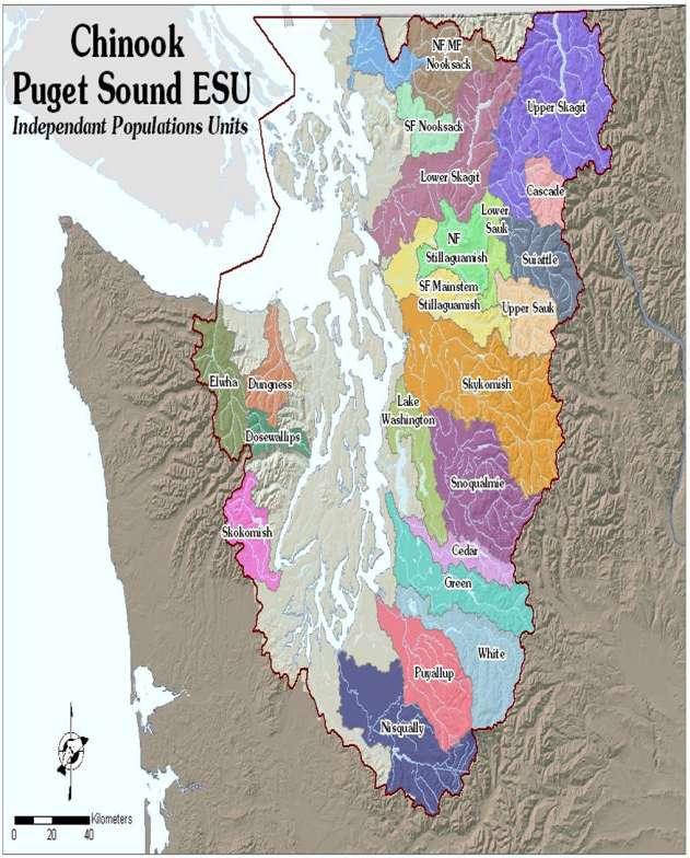 Skagit: Scale of the Chinook problem in Largest source of wild salmon and