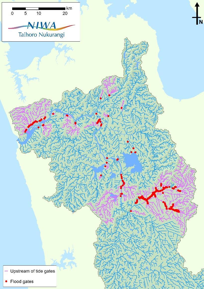 How do tide gates affect fish? Lower Waikato catchment Access to around 1,100 km of streams & rivers restricted Includes c.