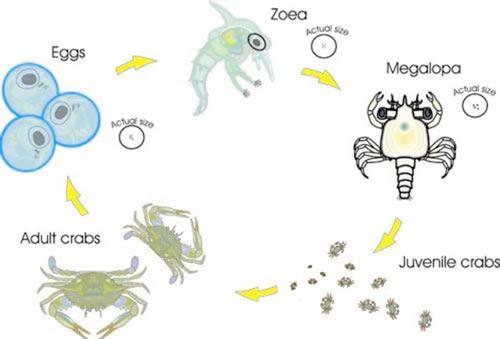 Crab Life Cycle Crab Life Cycle 5 6 The plankton net