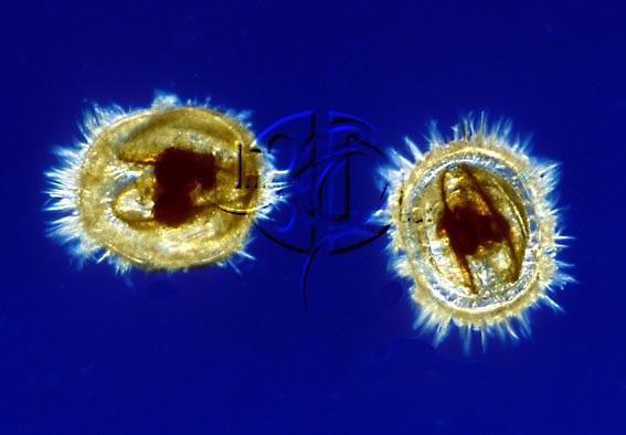 2 Length of Planktonic Life Meroplankton - plankton that spend only part of their lifetime in the plankton - Transitory or temporary plankton - planktonic spores, eggs or larvae of free-swimming
