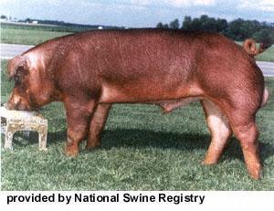 Duroc Color: Red with large drooping ears.