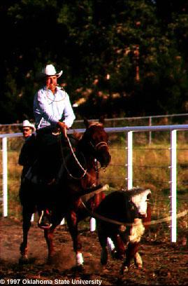 Quarter Horse The early improvement in the Quarter Horse-so called because of