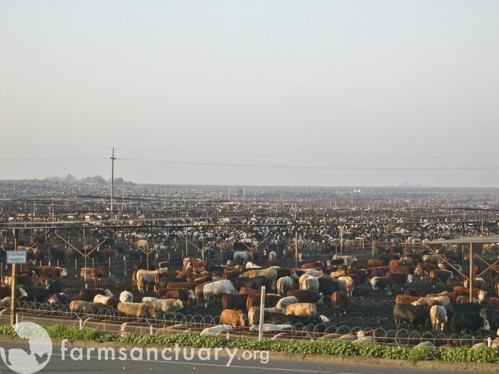 Beef Cattle Operations Finishing Operation Feedlot
