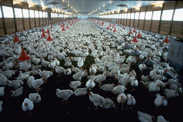 Poultry Operation Laying Operation produce