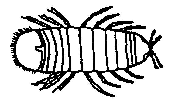 ISOPODS RELATED TO LAND PILL BUGS MOST ARE