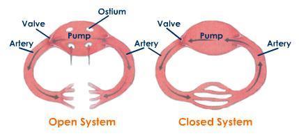 OPEN CIRCULATORY SYSTEM (BLOOD COMES OUT OF VESSELS) Ostia Vein Capillaries